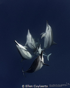 "Acceptance"
Spinner dolphins in Kona, Hawaii by Ellen Cuylaerts 